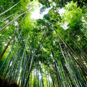 Bamboo Forest