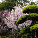 Tokyo cherry blossom